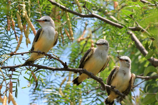 Photo (20): Scissor-tailed Flycatcher