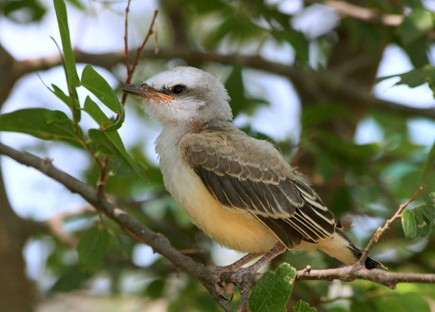 Photo (17): Scissor-tailed Flycatcher