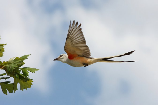 Photo (15): Scissor-tailed Flycatcher
