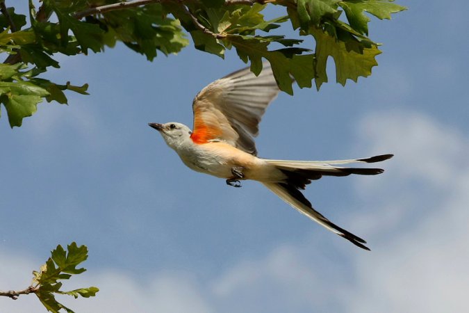 Photo (24): Scissor-tailed Flycatcher