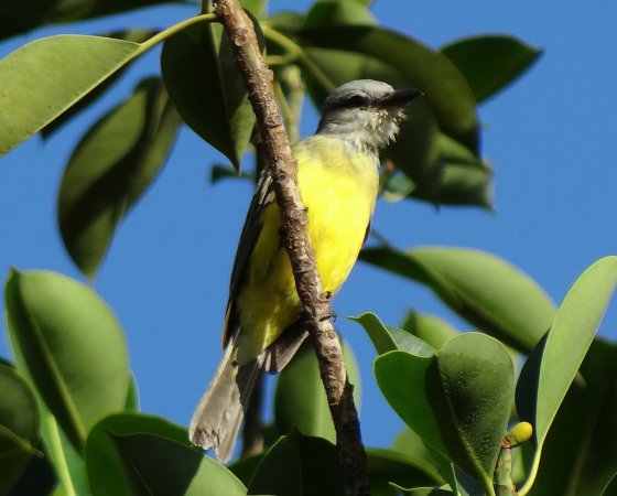 Photo (22): Tropical Kingbird