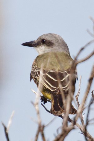 Photo (10): Tropical Kingbird