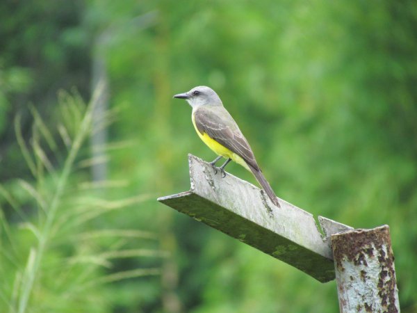 Photo (12): Tropical Kingbird