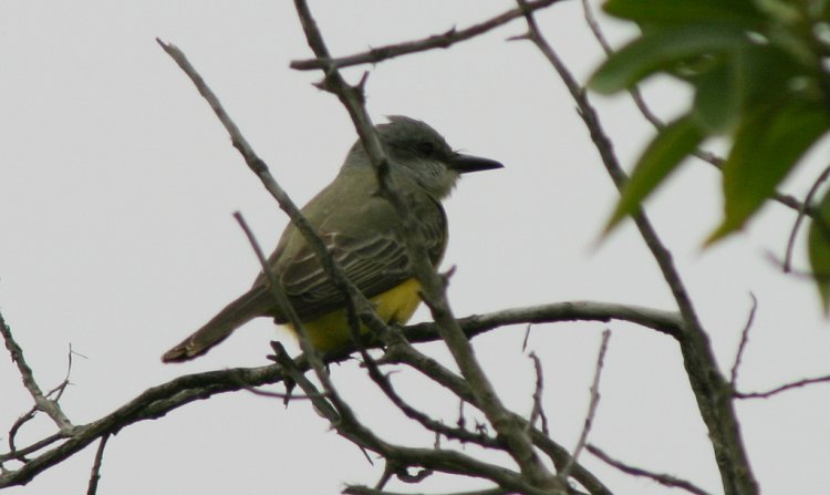 Photo (18): Tropical Kingbird