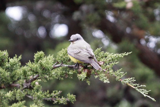 Photo (15): Tropical Kingbird