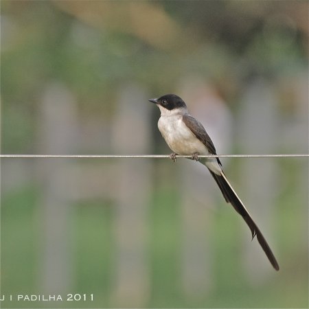 Photo (7): Fork-tailed Flycatcher
