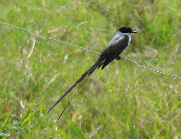Photo (16): Fork-tailed Flycatcher