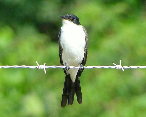 Photo (19): Fork-tailed Flycatcher