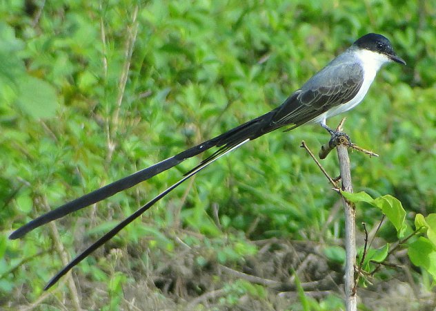 Photo (9): Fork-tailed Flycatcher