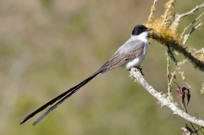 Photo (1): Fork-tailed Flycatcher