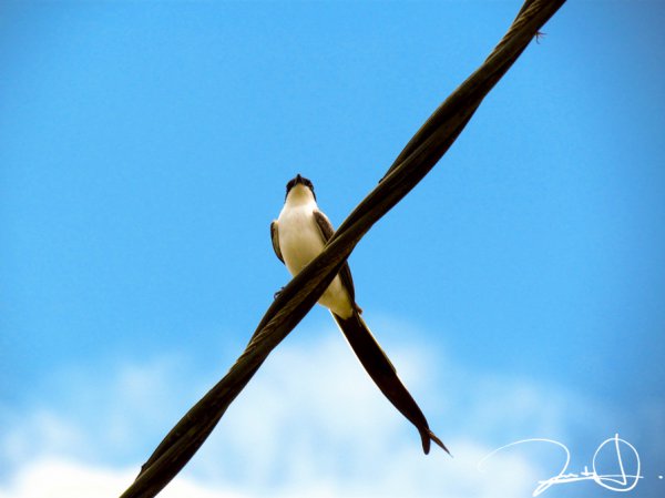 Photo (15): Fork-tailed Flycatcher