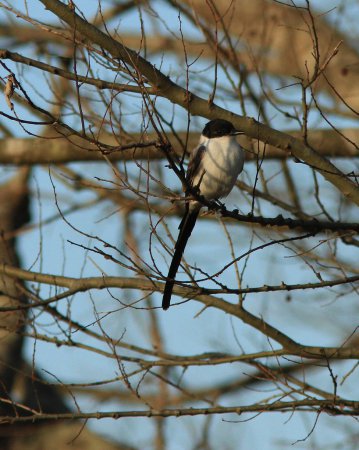 Photo (14): Fork-tailed Flycatcher