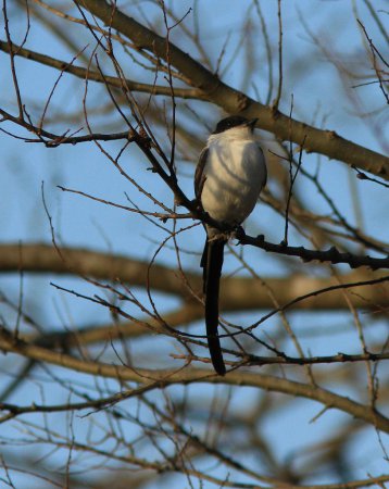 Photo (18): Fork-tailed Flycatcher