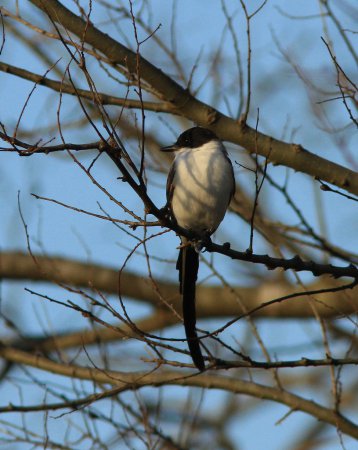 Photo (12): Fork-tailed Flycatcher