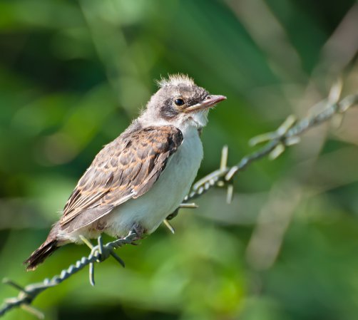 Photo (20): Fork-tailed Flycatcher