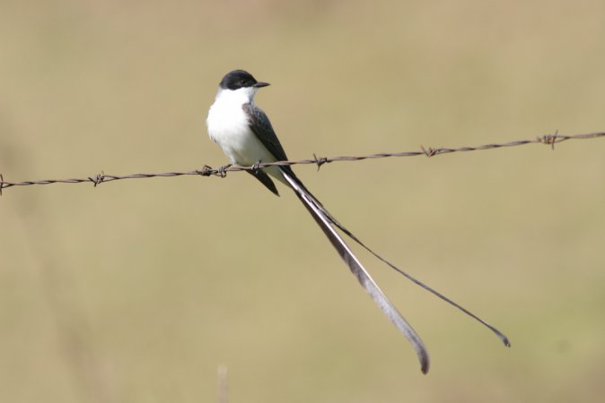 Photo (4): Fork-tailed Flycatcher
