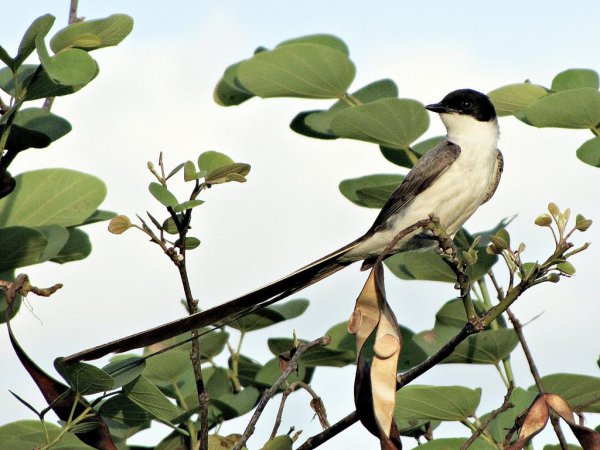 Photo (11): Fork-tailed Flycatcher