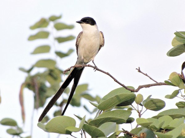 Photo (10): Fork-tailed Flycatcher