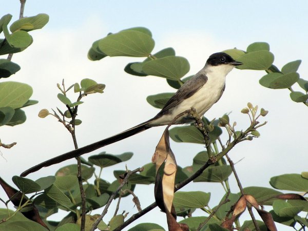 Photo (5): Fork-tailed Flycatcher