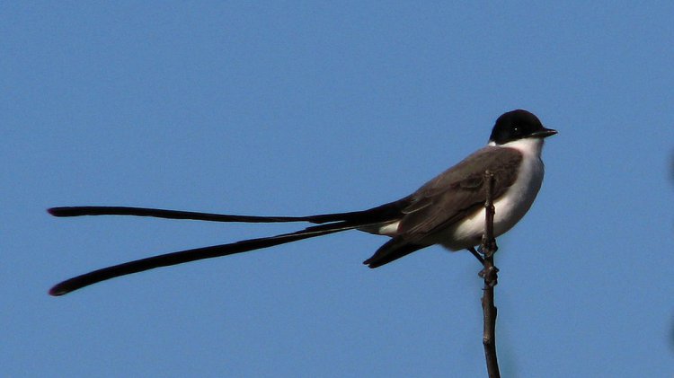 Photo (3): Fork-tailed Flycatcher