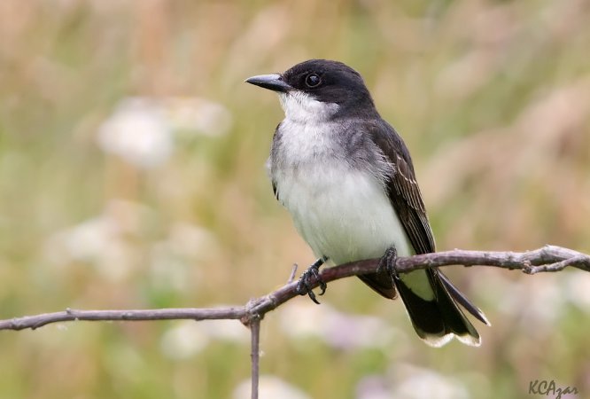 Photo (2): Eastern Kingbird
