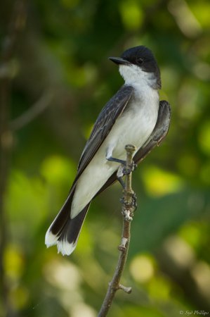 Photo (7): Eastern Kingbird
