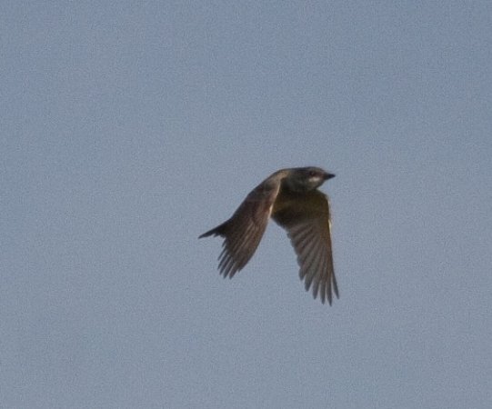 Photo (17): Cassin's Kingbird