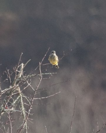 Photo (19): Cassin's Kingbird