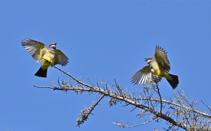 Photo (4): Cassin's Kingbird