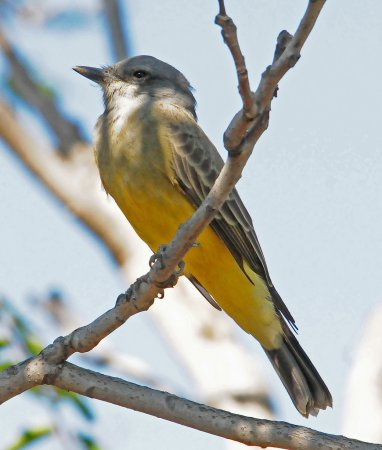 Photo (8): Cassin's Kingbird
