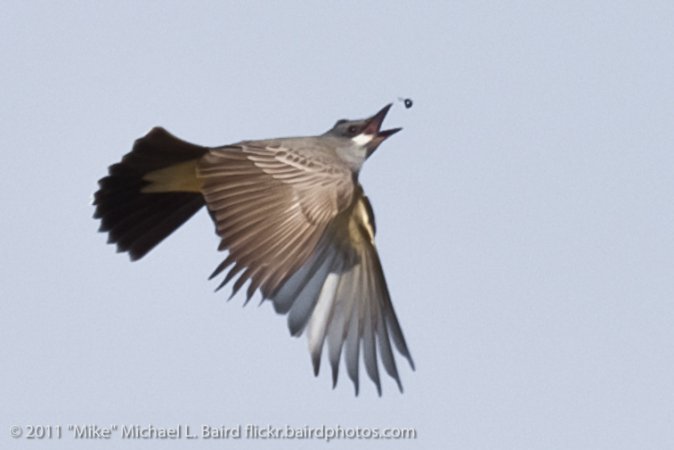 Photo (13): Cassin's Kingbird