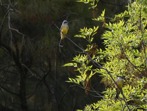 Photo (14): Cassin's Kingbird