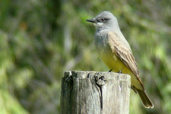 Photo (2): Cassin's Kingbird
