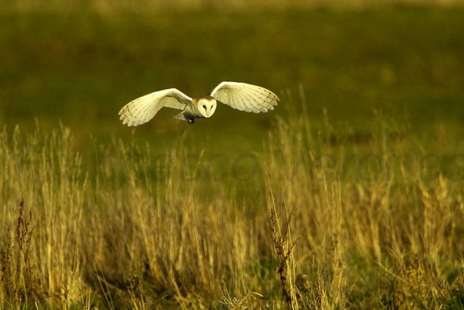 Photo (22): Barn Owl
