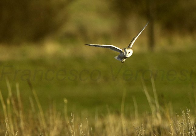 Photo (19): Barn Owl