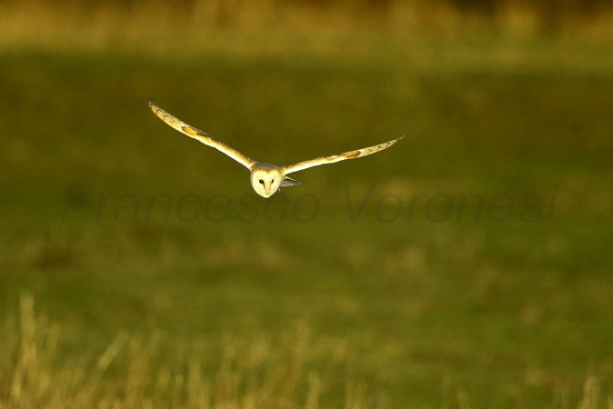 Photo (24): Barn Owl