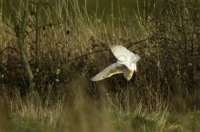 Photo (23): Barn Owl