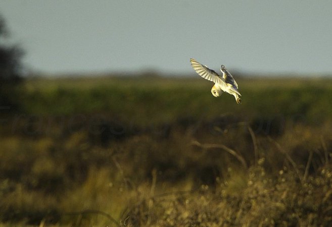 Photo (16): Barn Owl