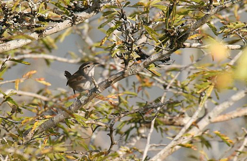 Photo (1): White-bellied Wren