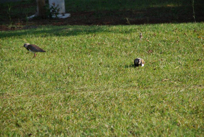 Photo (9): Southern Lapwing