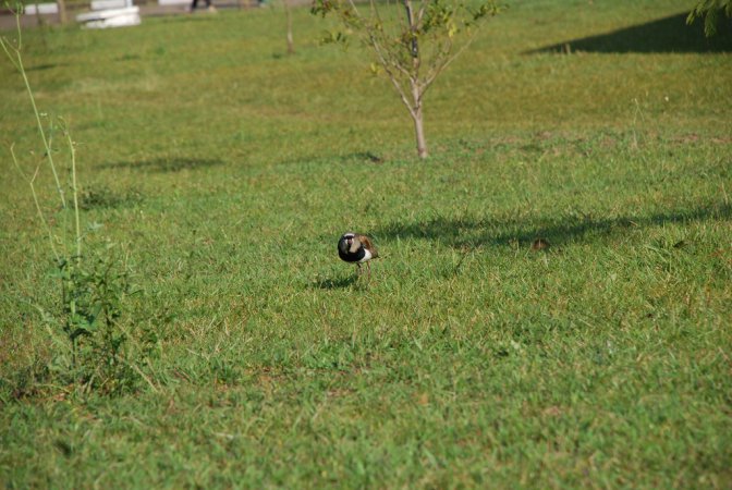 Photo (13): Southern Lapwing