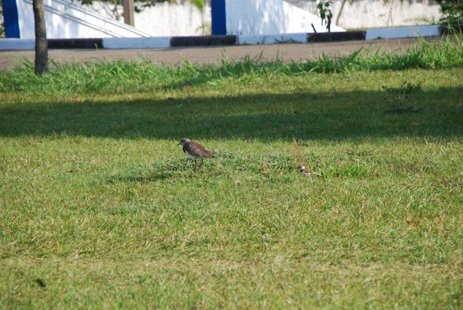 Photo (7): Southern Lapwing