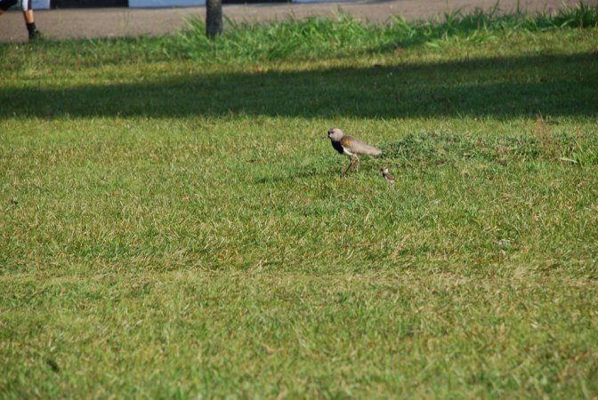 Photo (10): Southern Lapwing