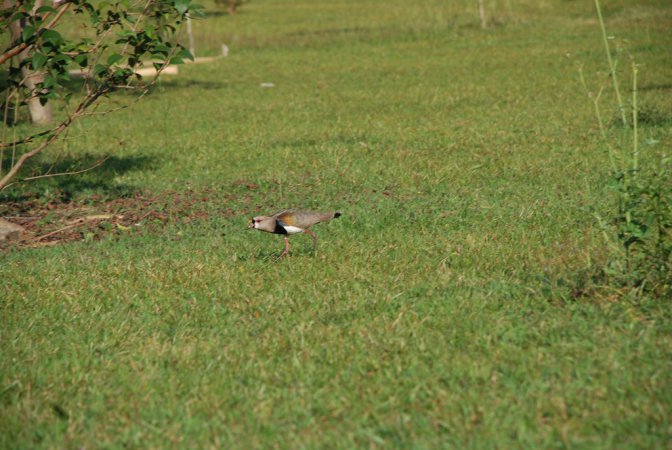 Photo (8): Southern Lapwing
