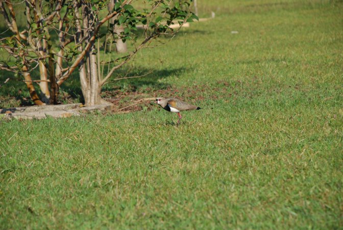 Photo (11): Southern Lapwing