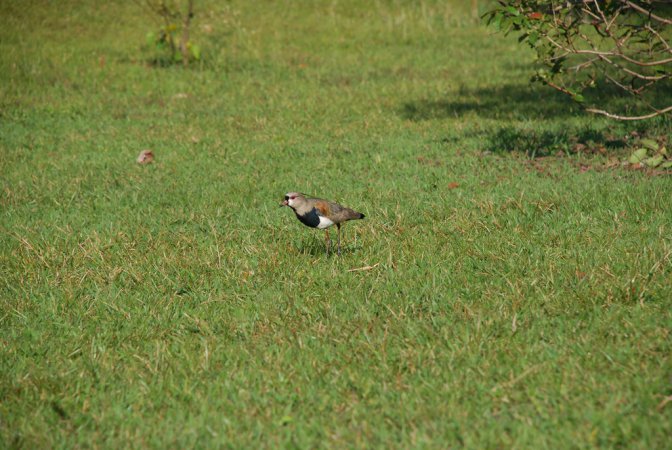 Photo (21): Southern Lapwing