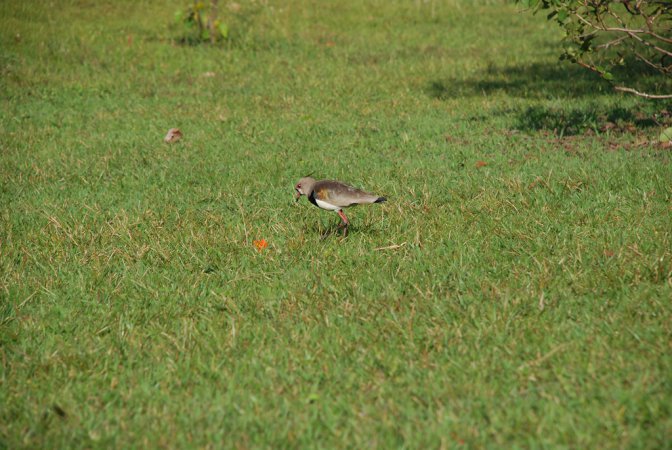 Photo (15): Southern Lapwing