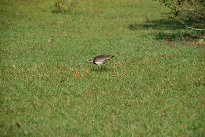 Photo (22): Southern Lapwing