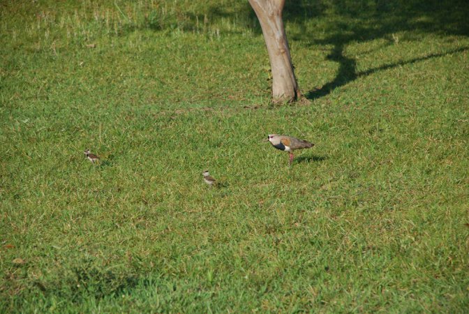 Photo (16): Southern Lapwing