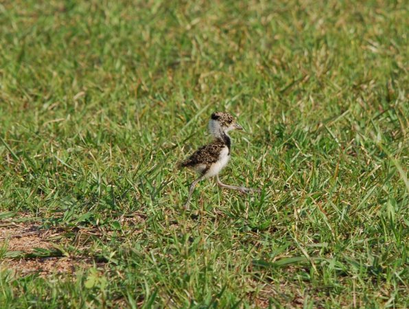 Photo (17): Southern Lapwing